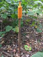 Amorphophallus paeoniifolius (Dennst.) Nicolson resmi