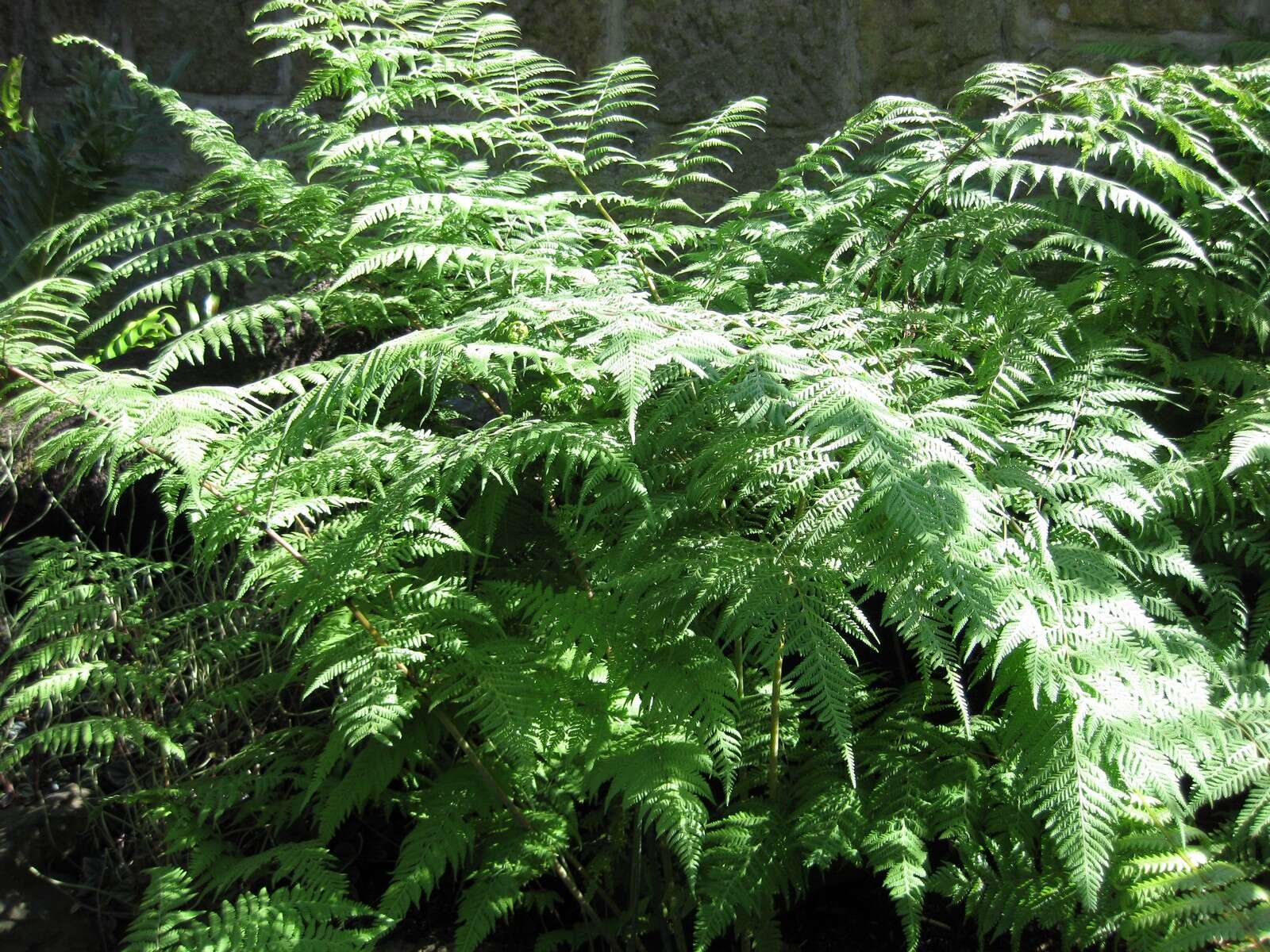 Image of swordfern