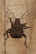 Image of Brown marmorated stink bug