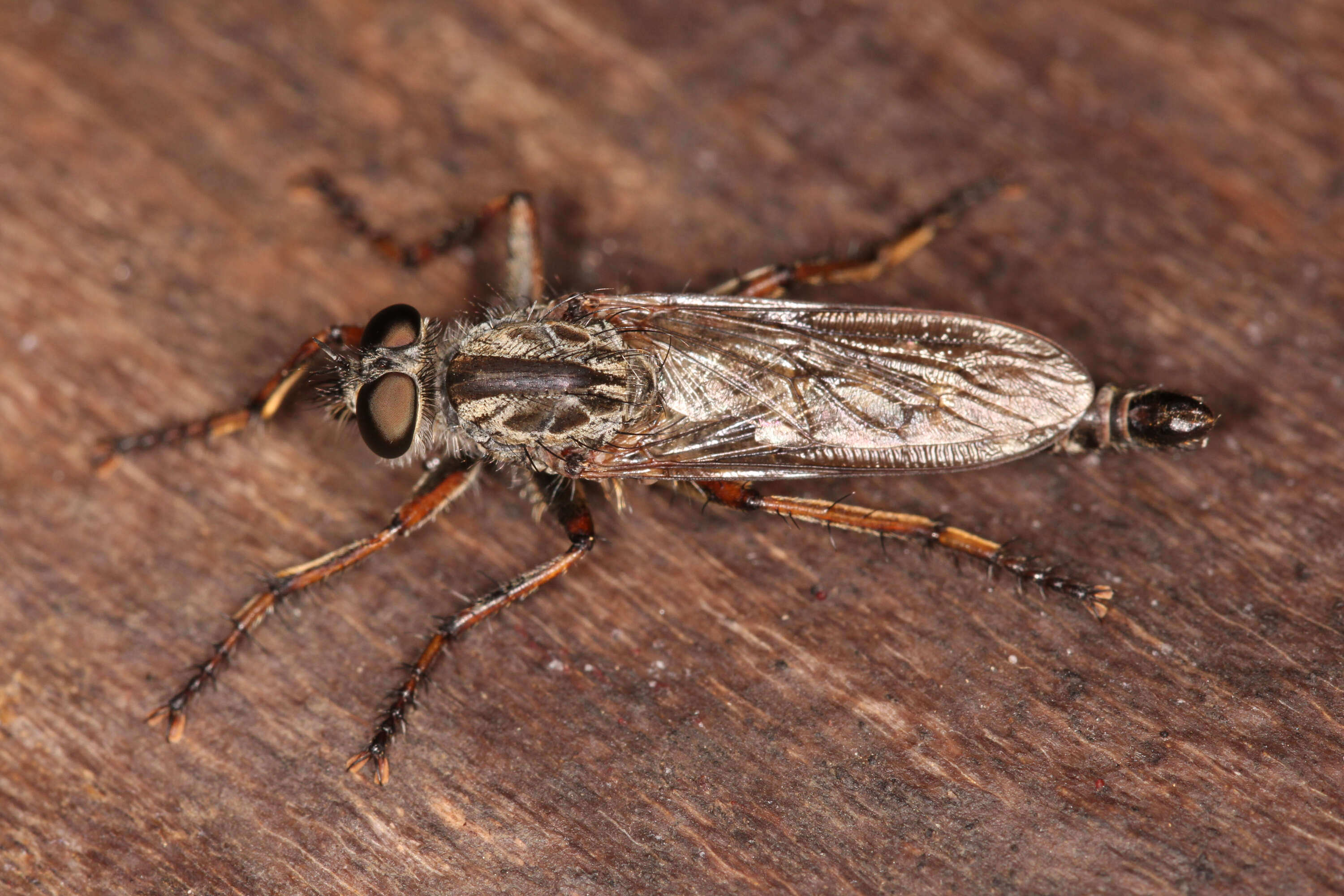 Image de Tolmerus cingulatus