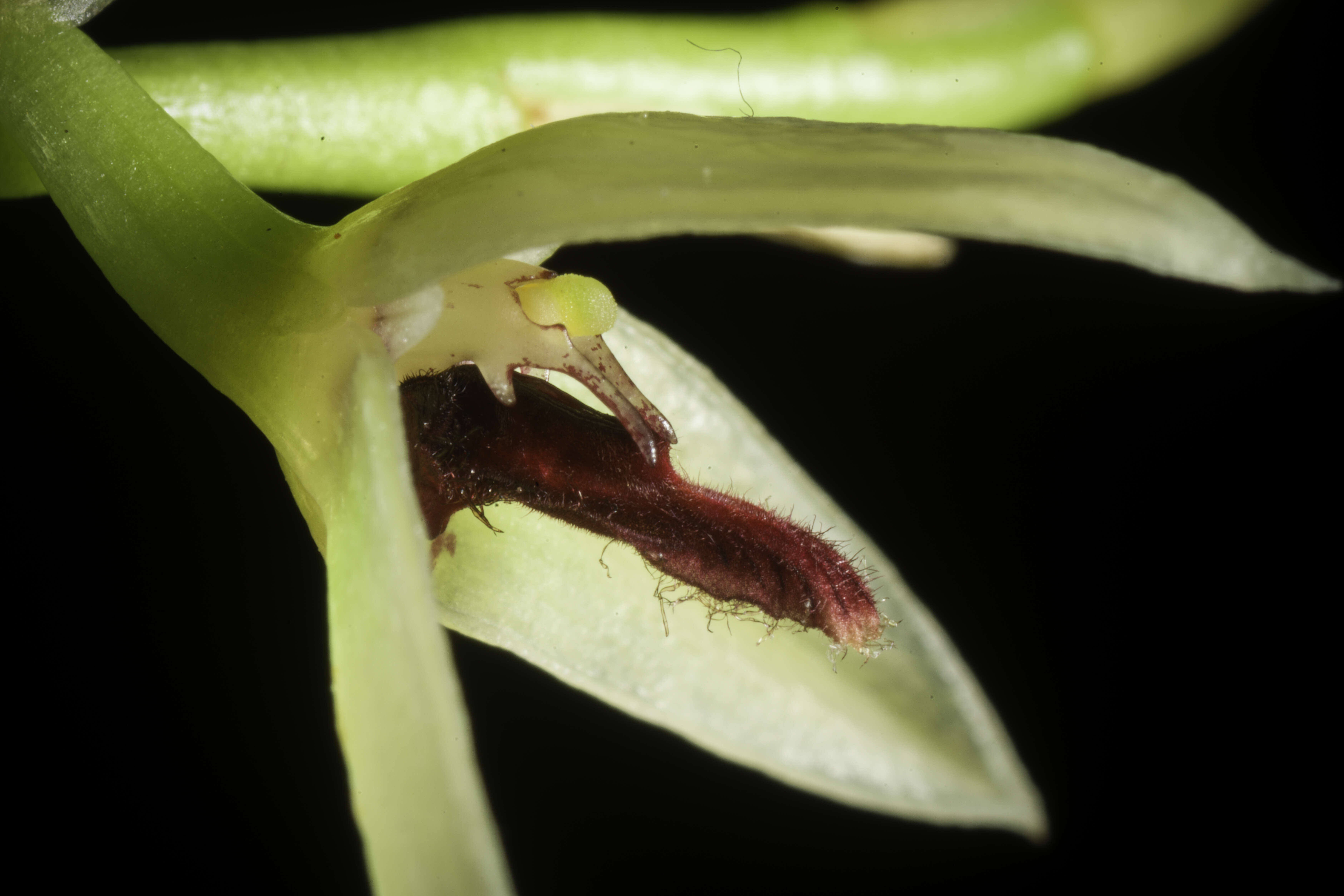 Image of Bulbophyllum tripetalum Lindl.