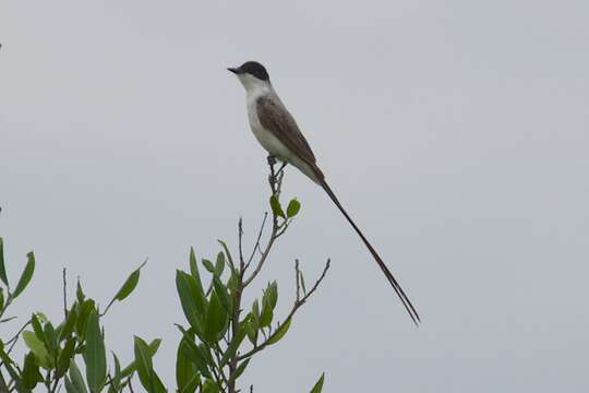 Image of Fork-tailed Flycatcher