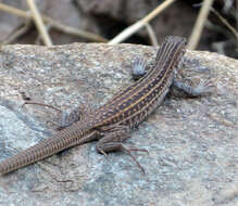 Image of Sonoran Spotted Whiptail