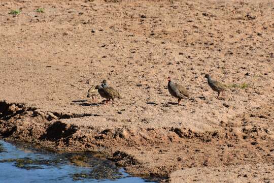 Image of Red-necked Francolin