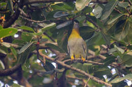 Image of Yellow-footed Green Pigeon