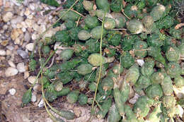 Image of Globose Euphorbia