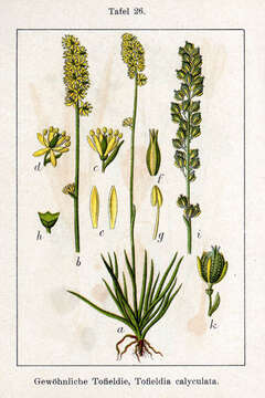 Image of Tofield's asphodel