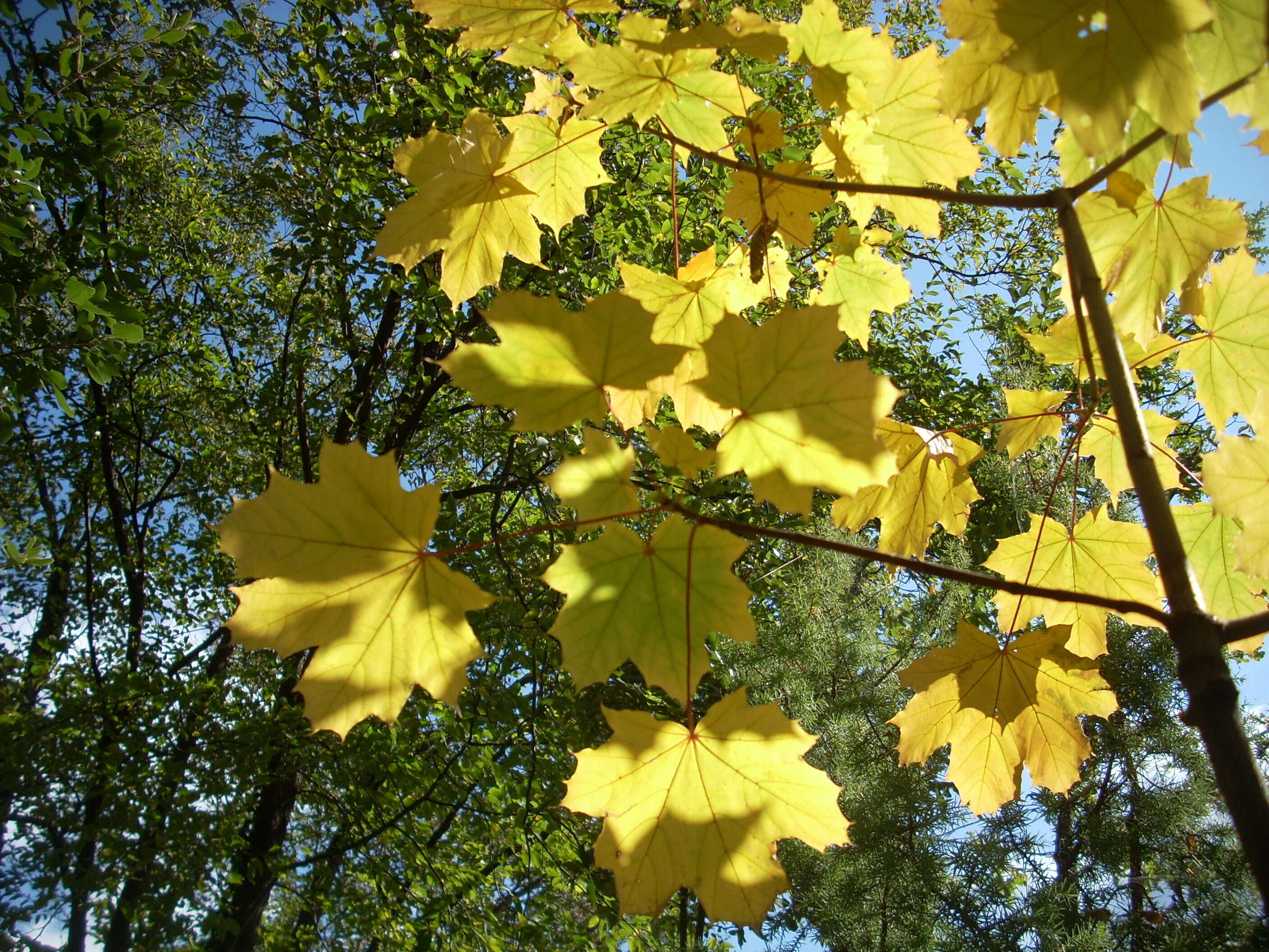 Image of Norway Maple