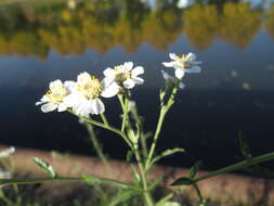 Image of Sneezeweed