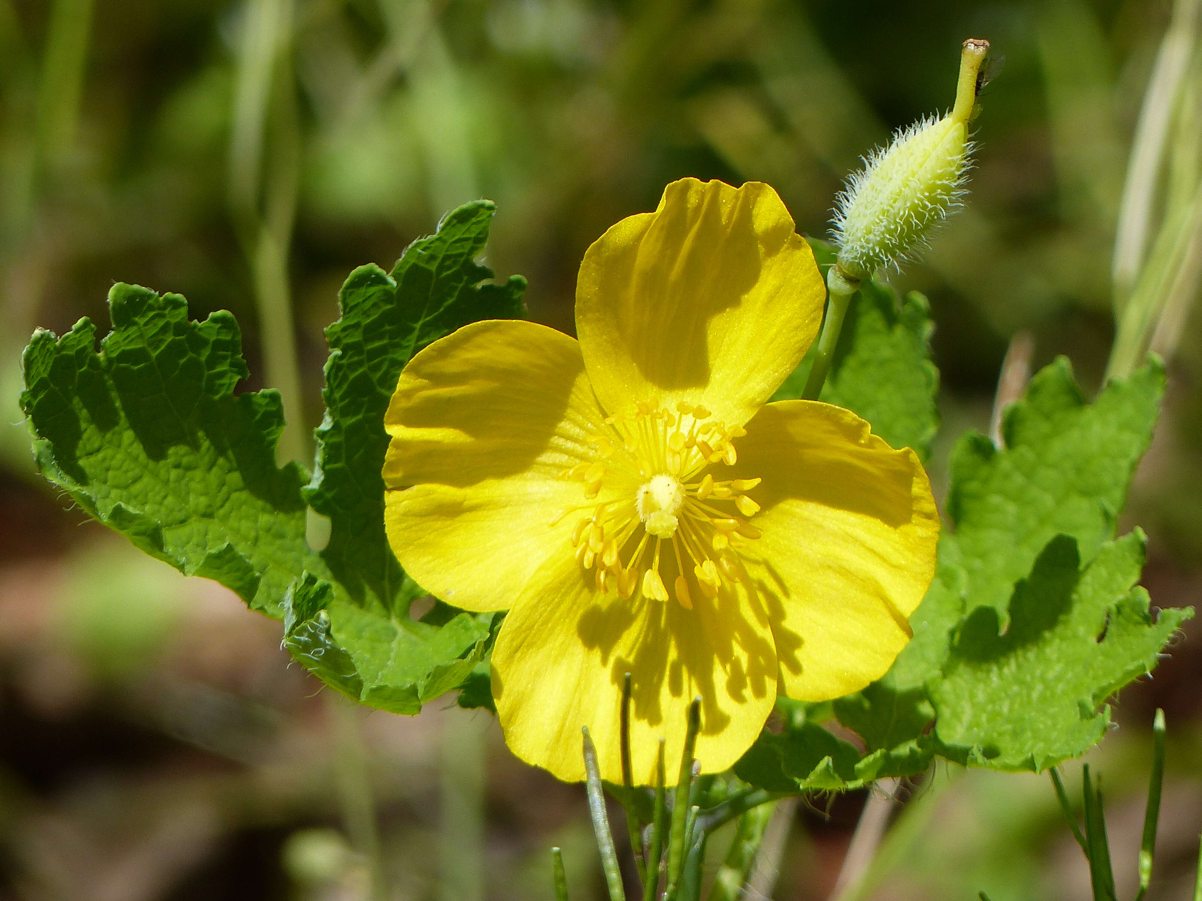 Image of celandine