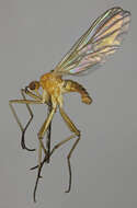 Image of Empis laetabilis Collin 1926