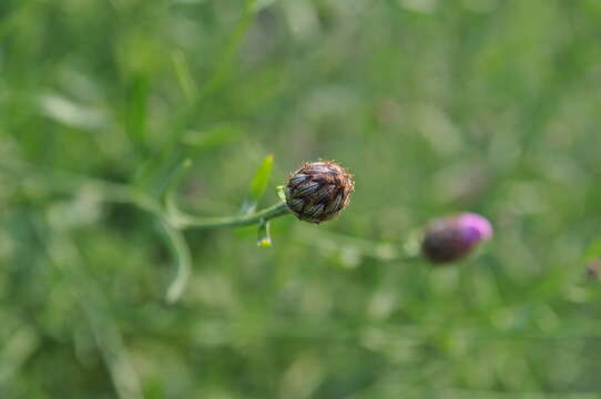 Image of spotted knapweed