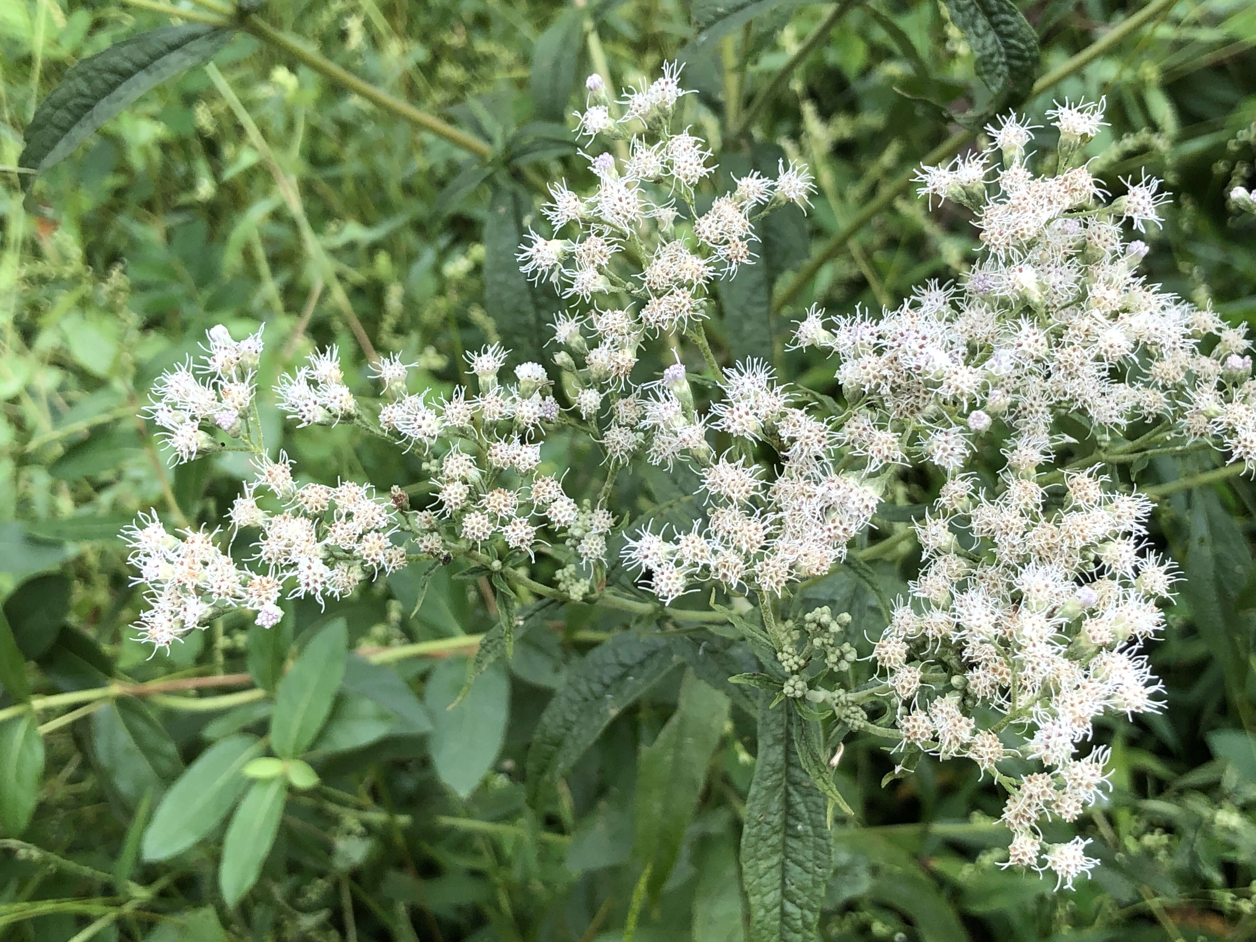 Image of common boneset