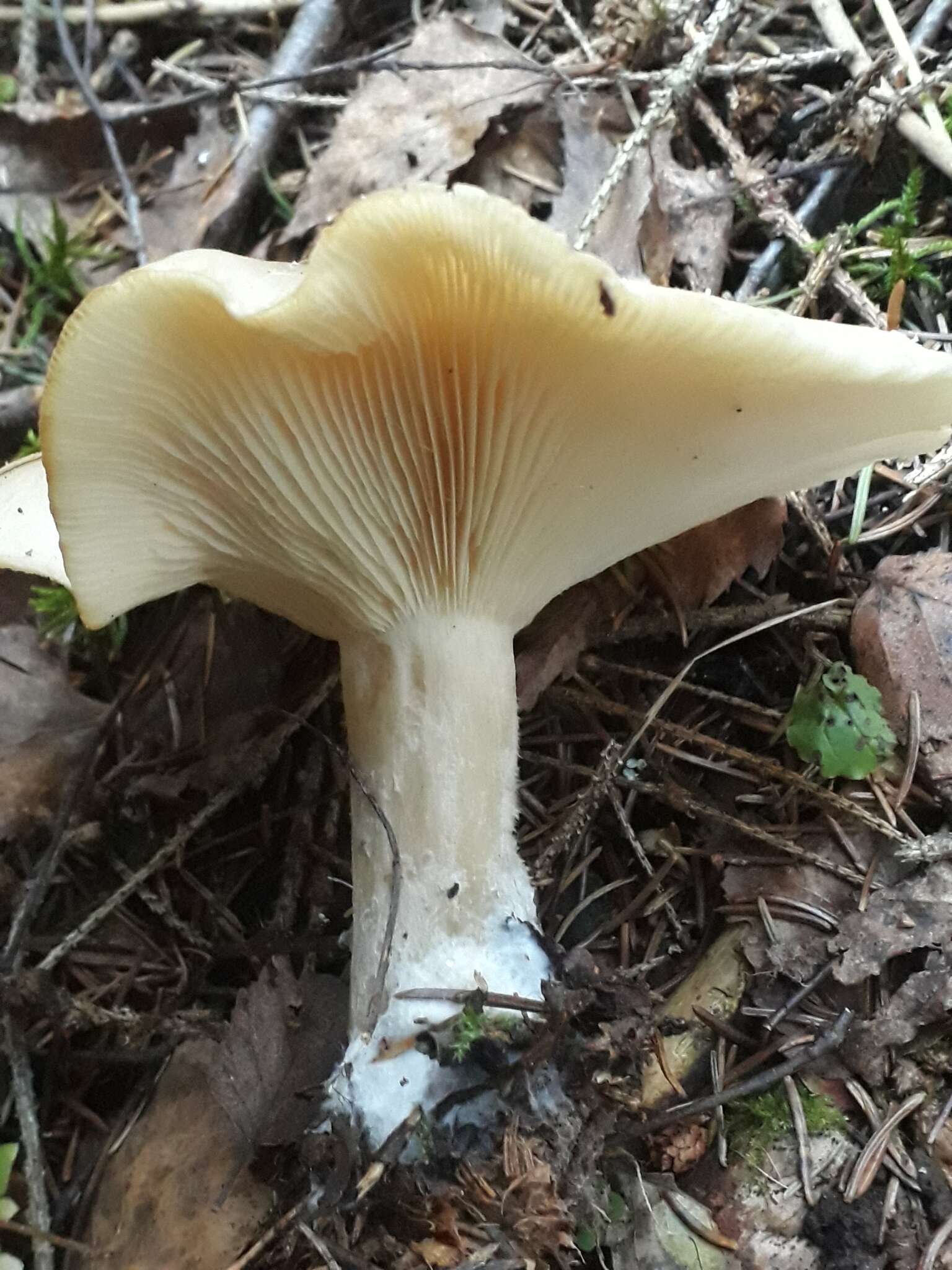 Image of Clitocybe nebularis (Batsch) P. Kumm. 1871