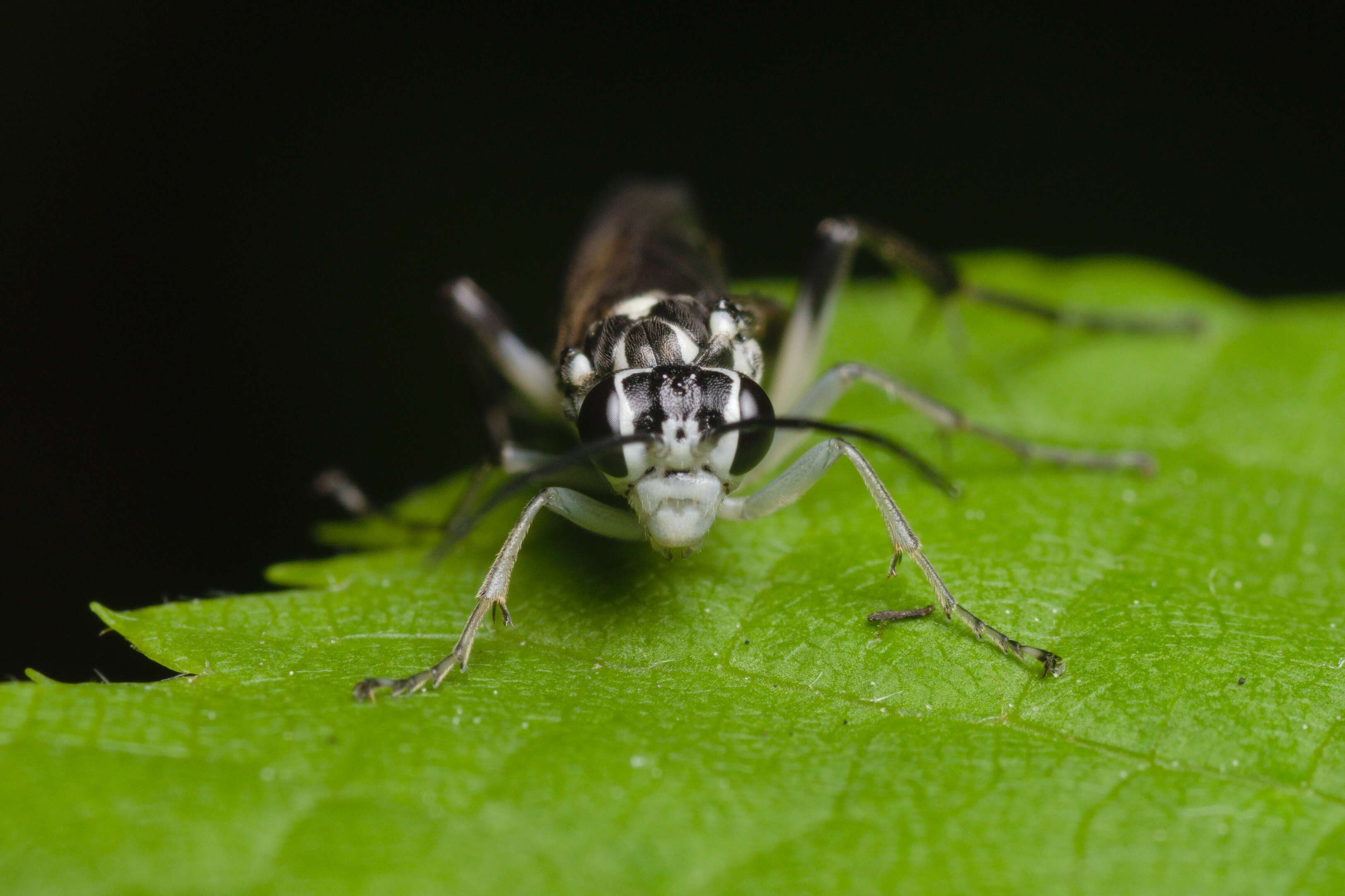 Image of <i>Pachyprotasis rapae</i>