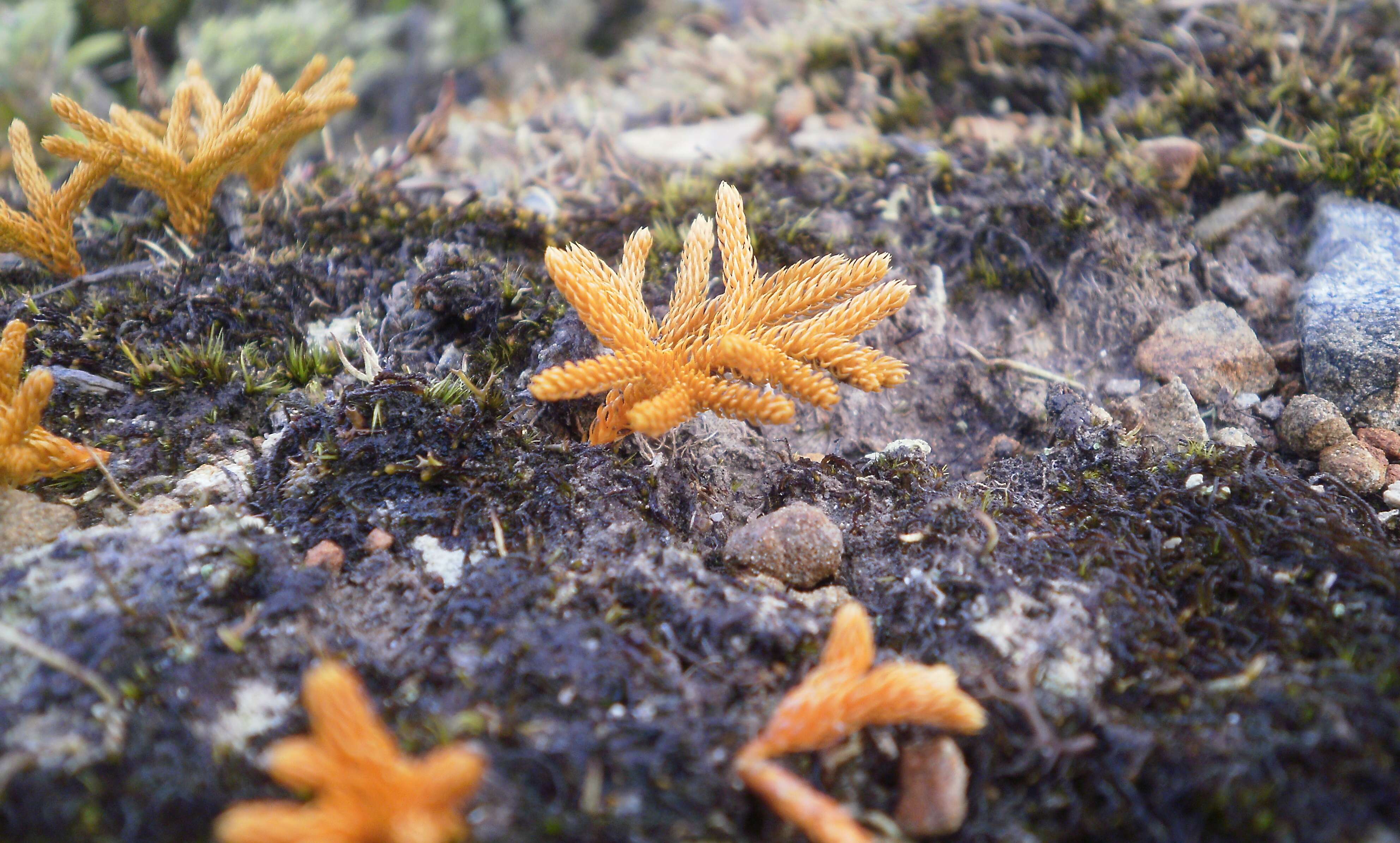 Image of Austrolycopodium fastigiatum (R. Br.) Holub