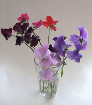 Image of Sweet Pea