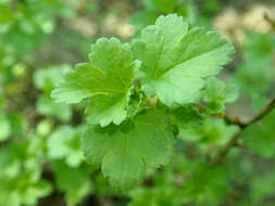 Image of Mountain Currant