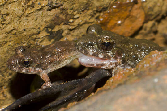 Image of Leith's leaping frog