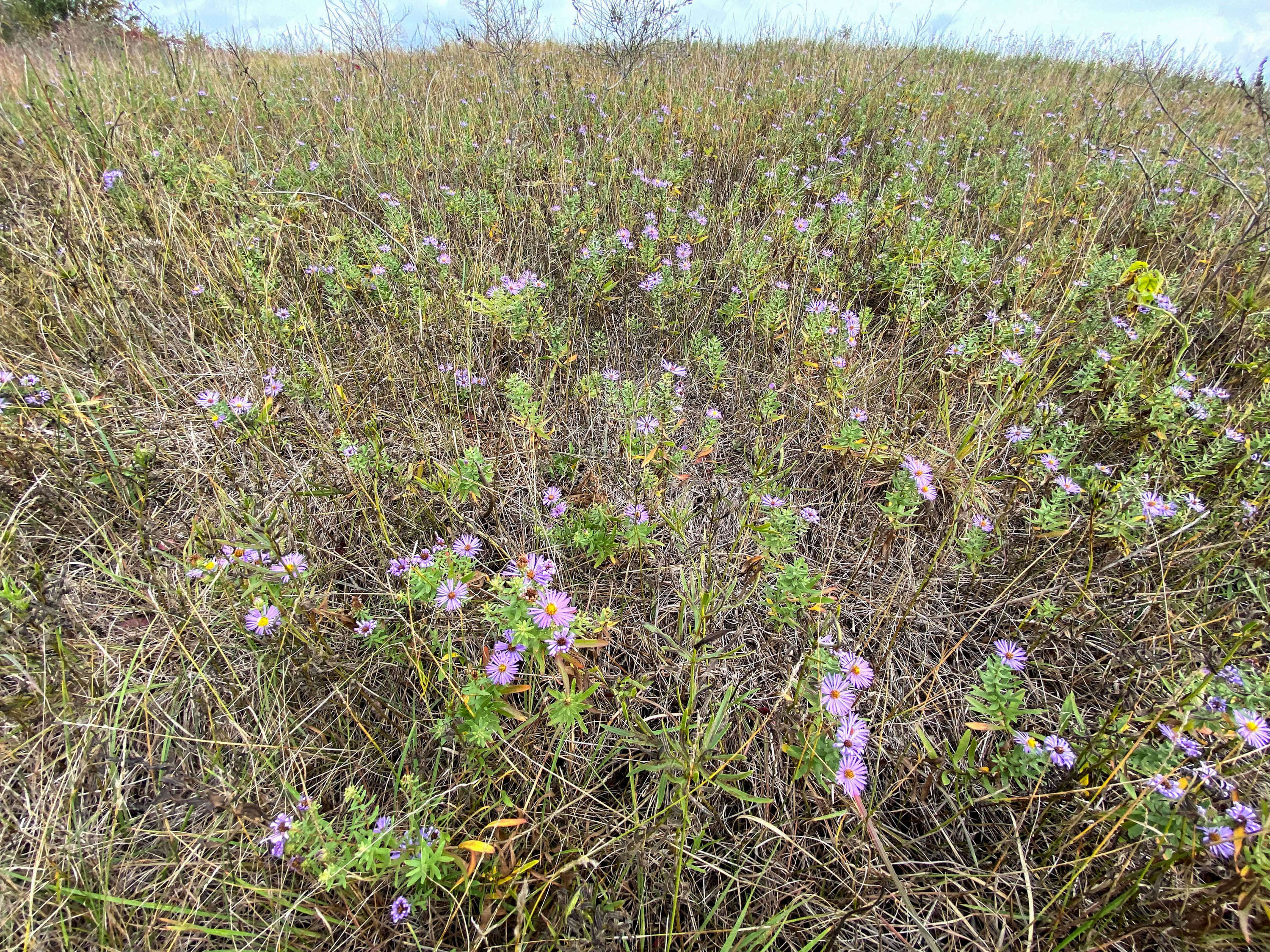 Image of aromatic aster