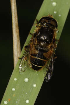 Image of <i>Eristalis nemorum</i>