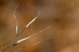 Image of mountain muhly