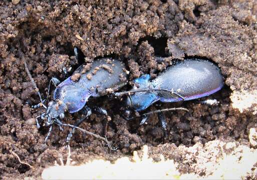 Image of Violet Ground Beetle