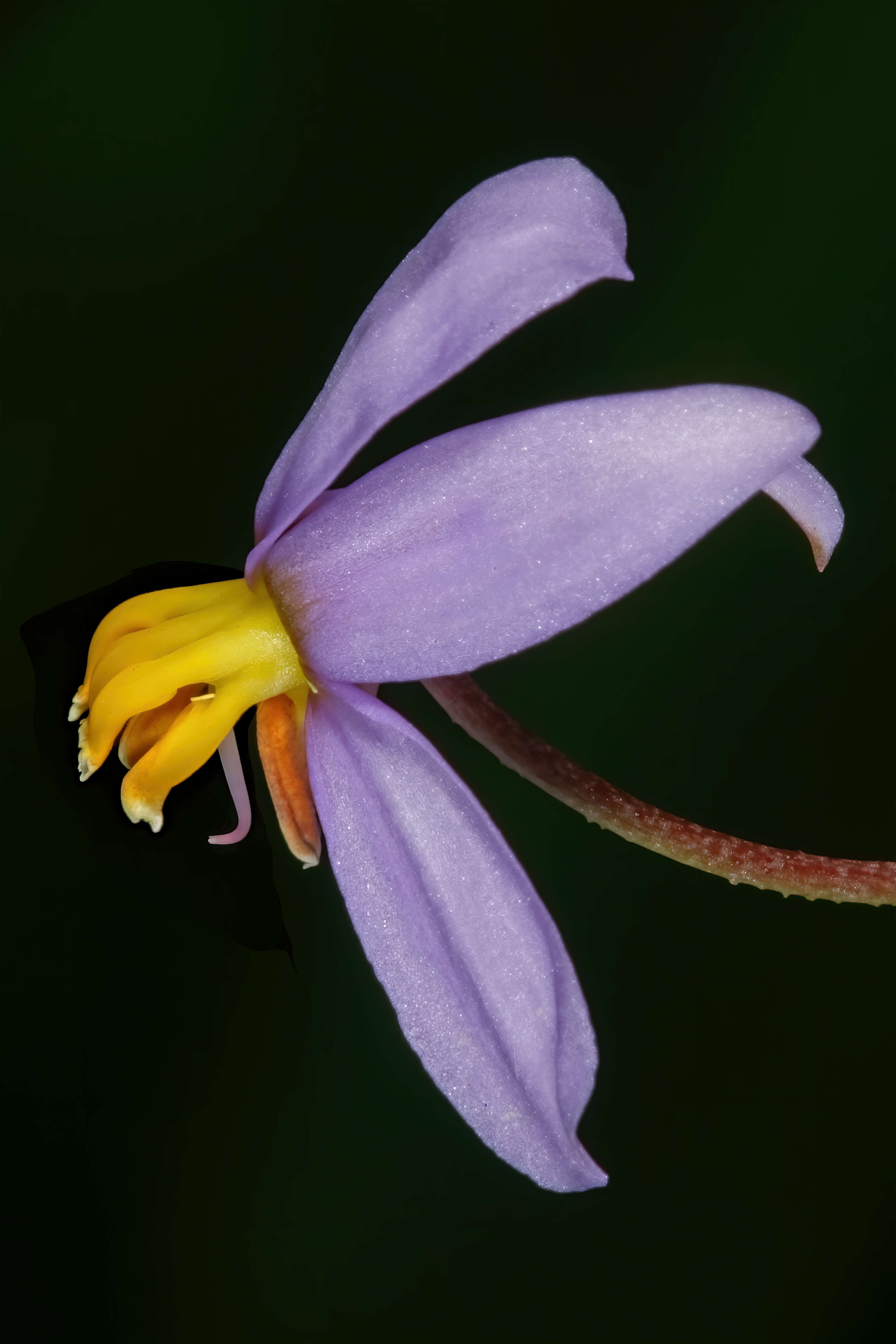 Image of Lady's hand