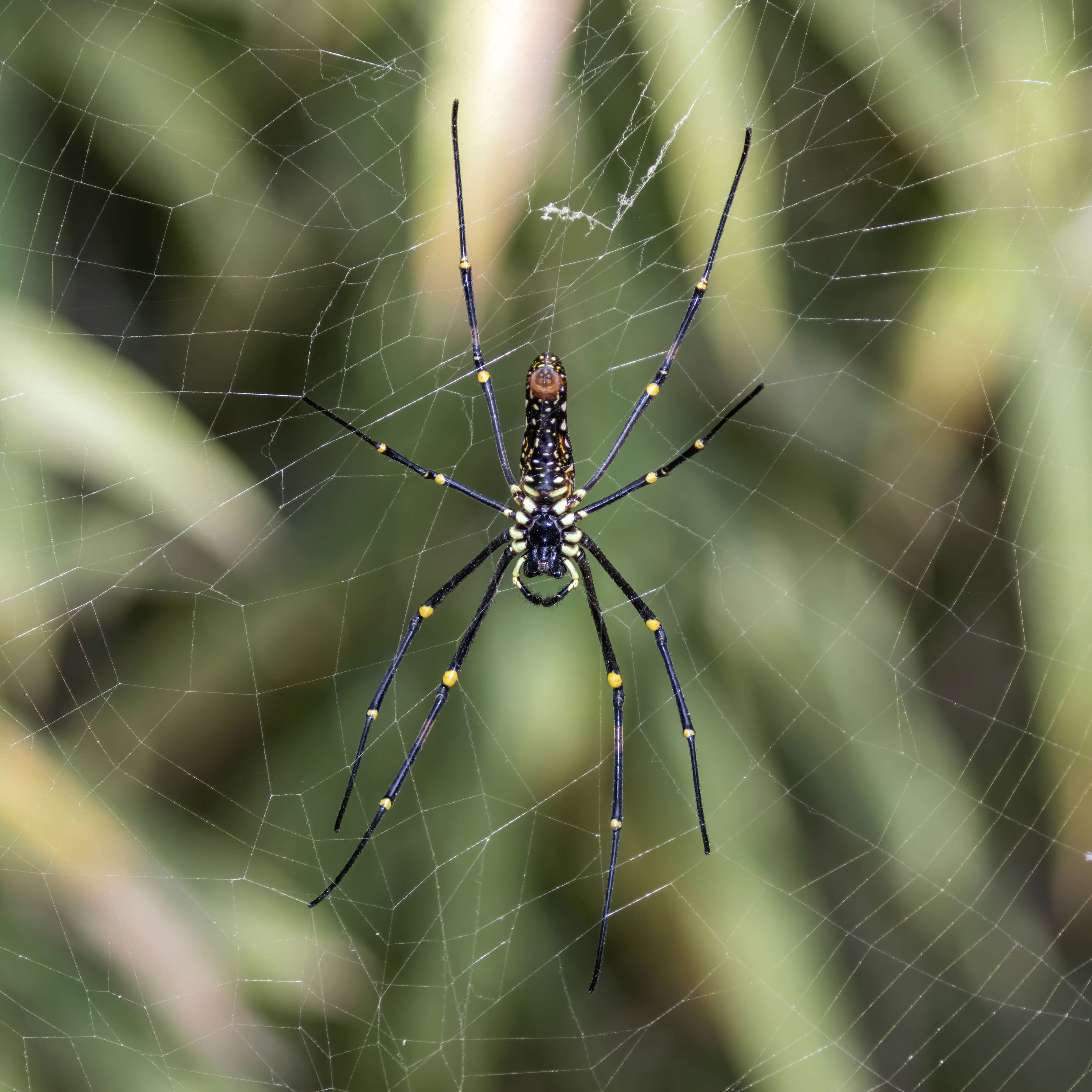 Image of Nephila pilipes (Fabricius 1793)