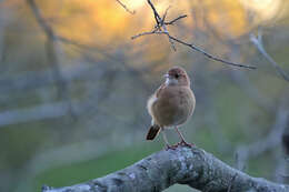 Image of Rufous Hornero