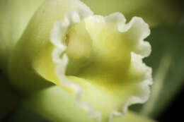 Image of Cattleya luteola Lindl.