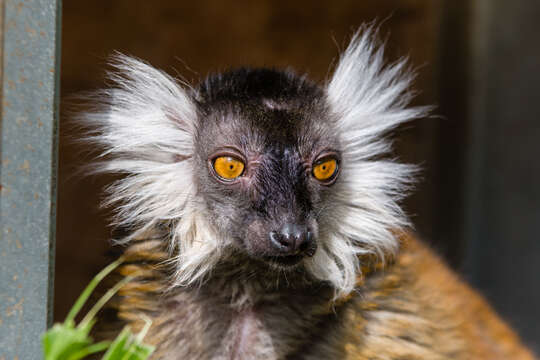 Image of Black Lemur