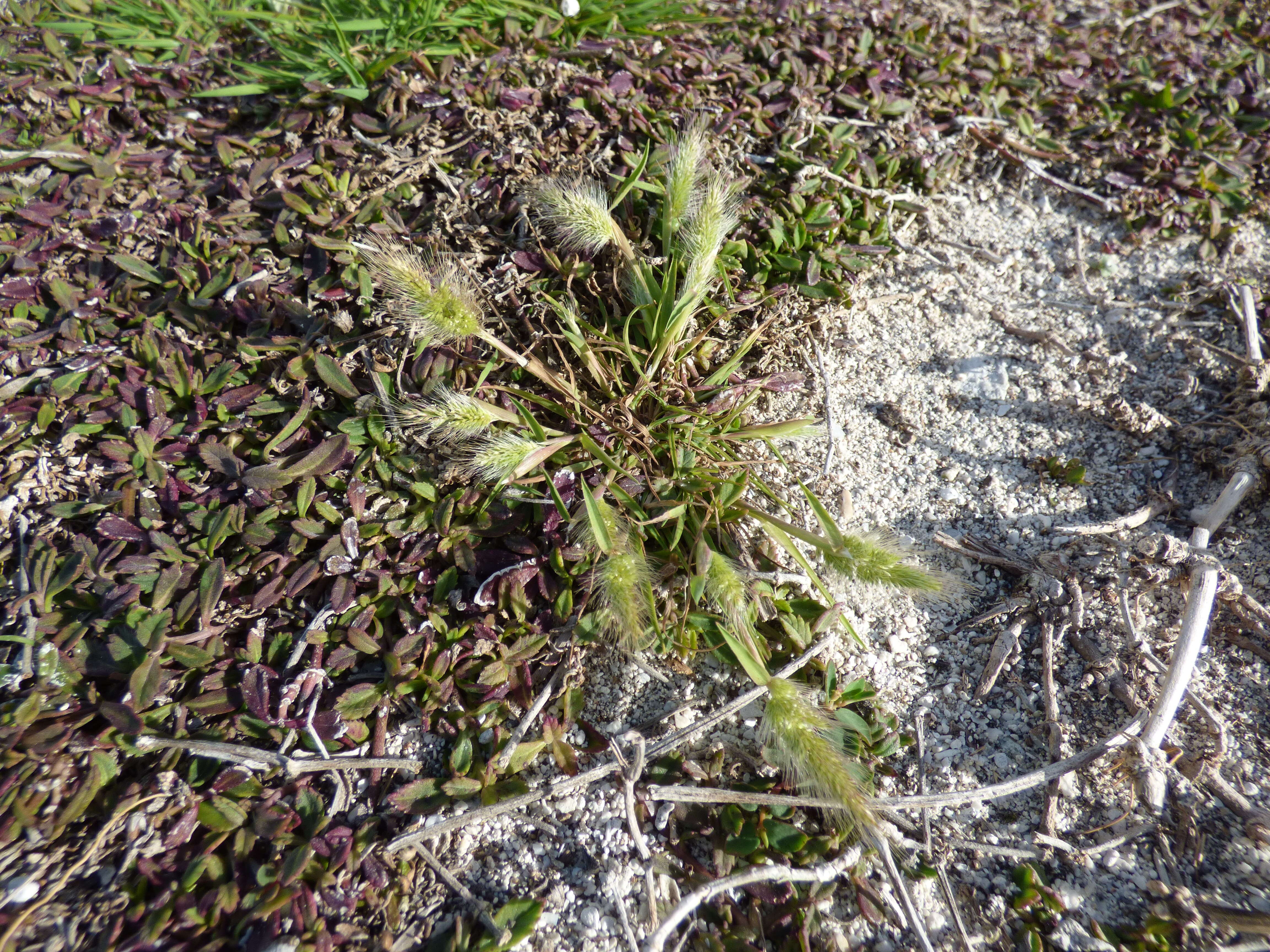 Imagem de Polypogon monspeliensis (L.) Desf.