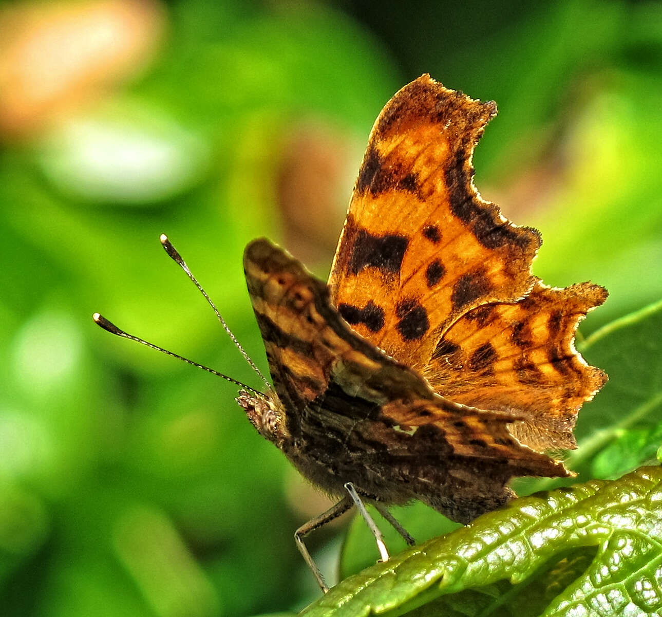 Image of Comma