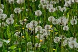 Image of Common Dandelion