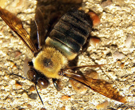 Image of Eastern Carpenter Bee