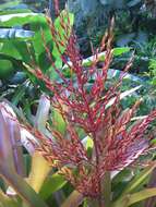 Image of Bromeliad