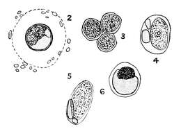 Image de Chlorella M. Beijerinck 1890