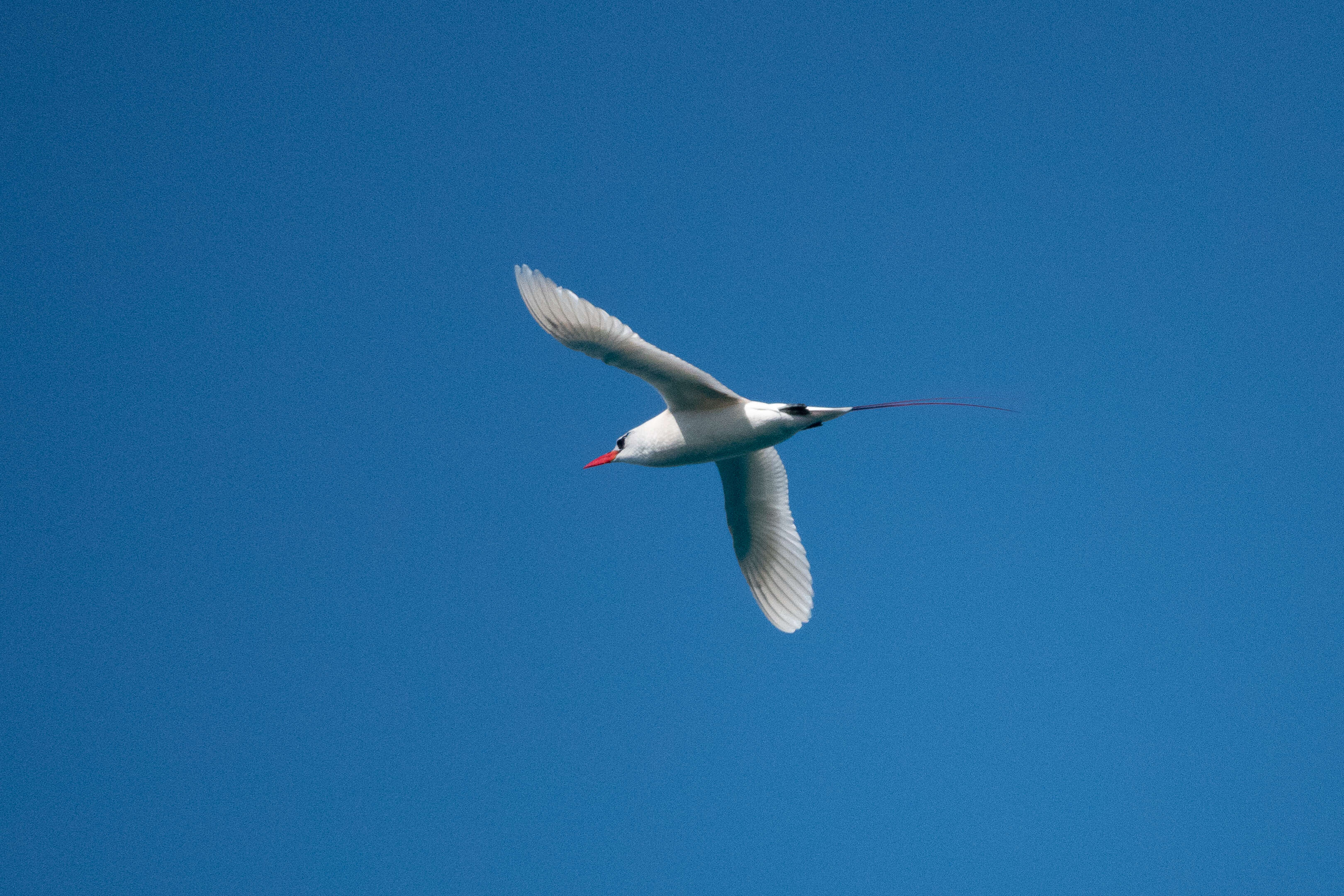 Image of Red-tailed Tropicbird