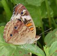 Image of Common buckeye