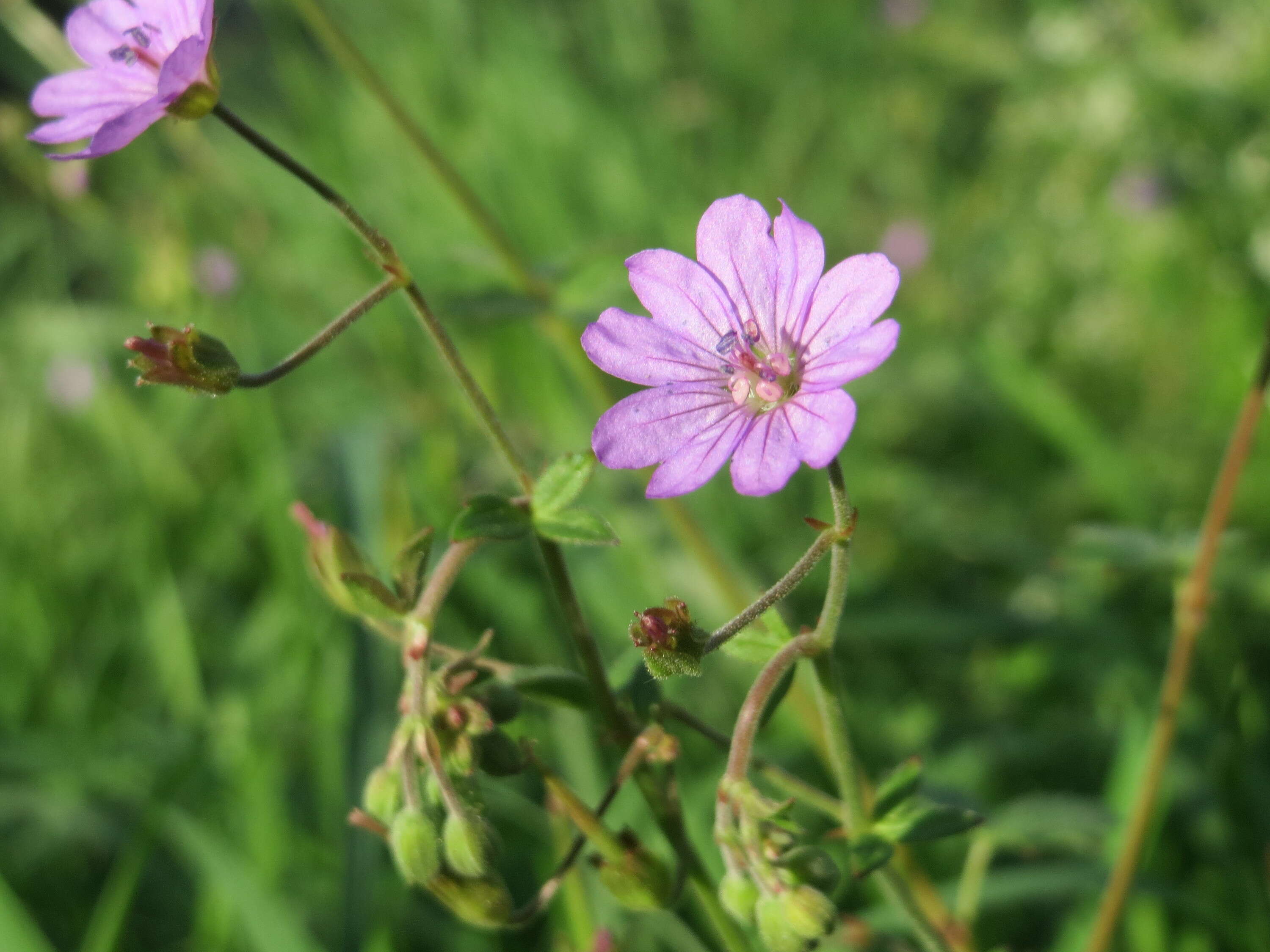 Image of hedgerow geranium