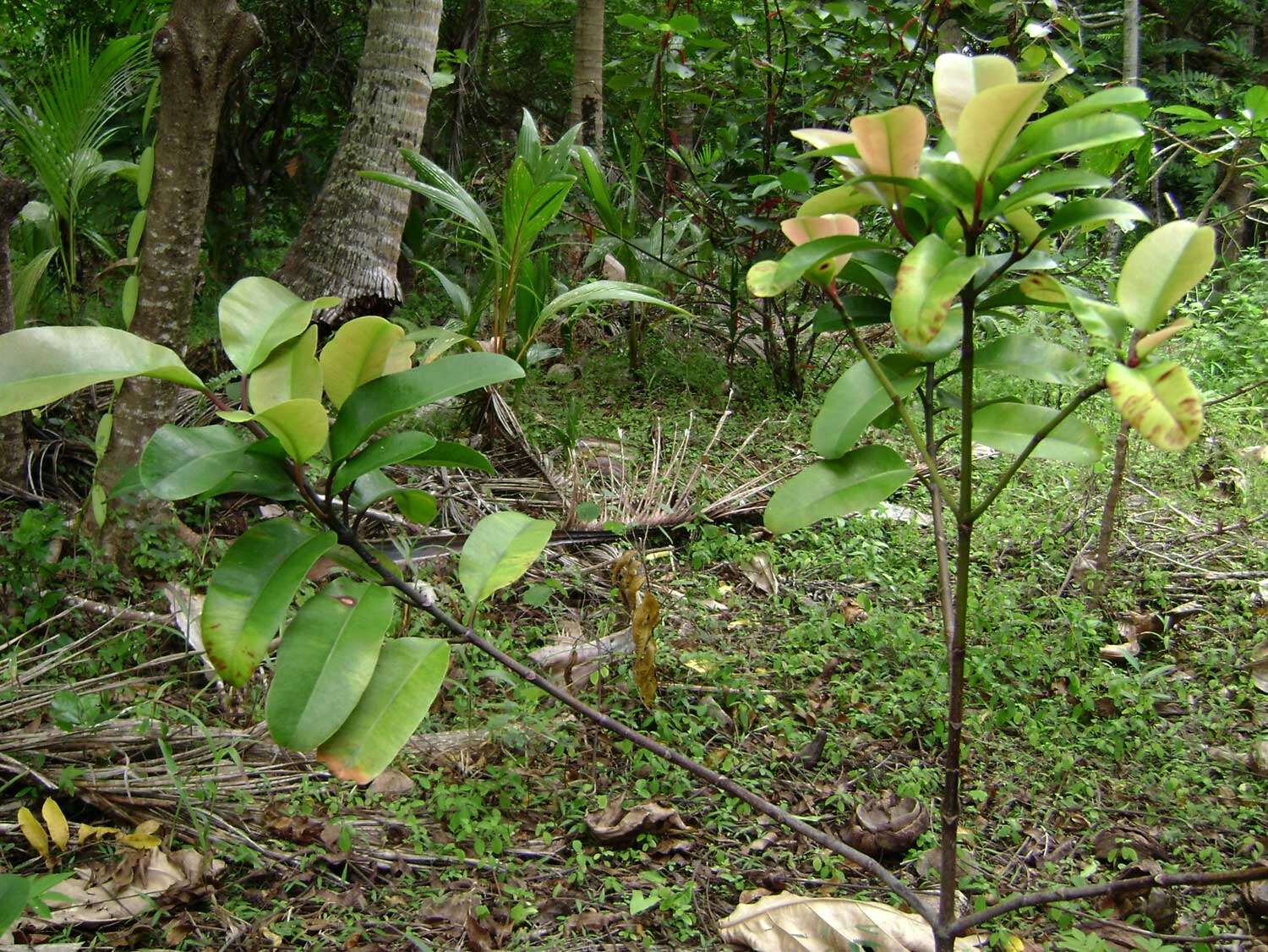 Image of Garcinia pseudoguttifera Seem.