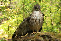 Image of Rufous-tailed Hawk