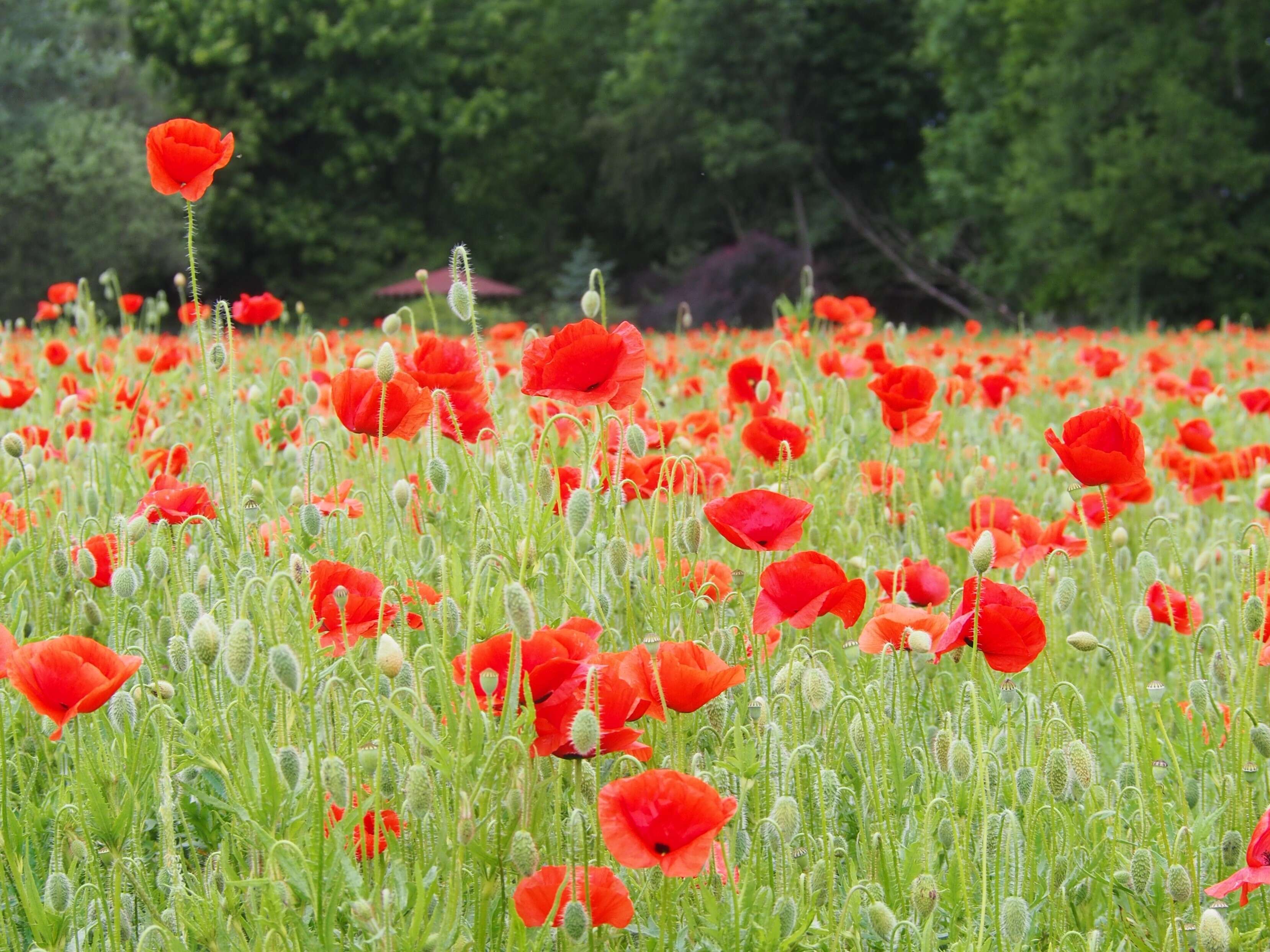 Image of corn poppy