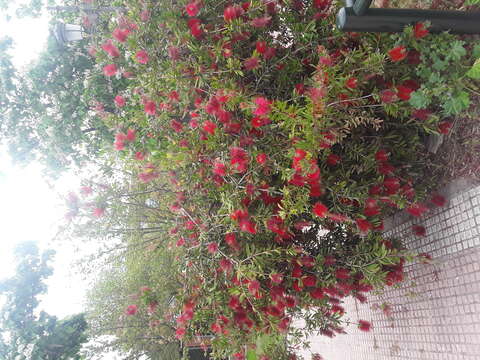 صورة Callistemon citrinus (Curtis) Skeels