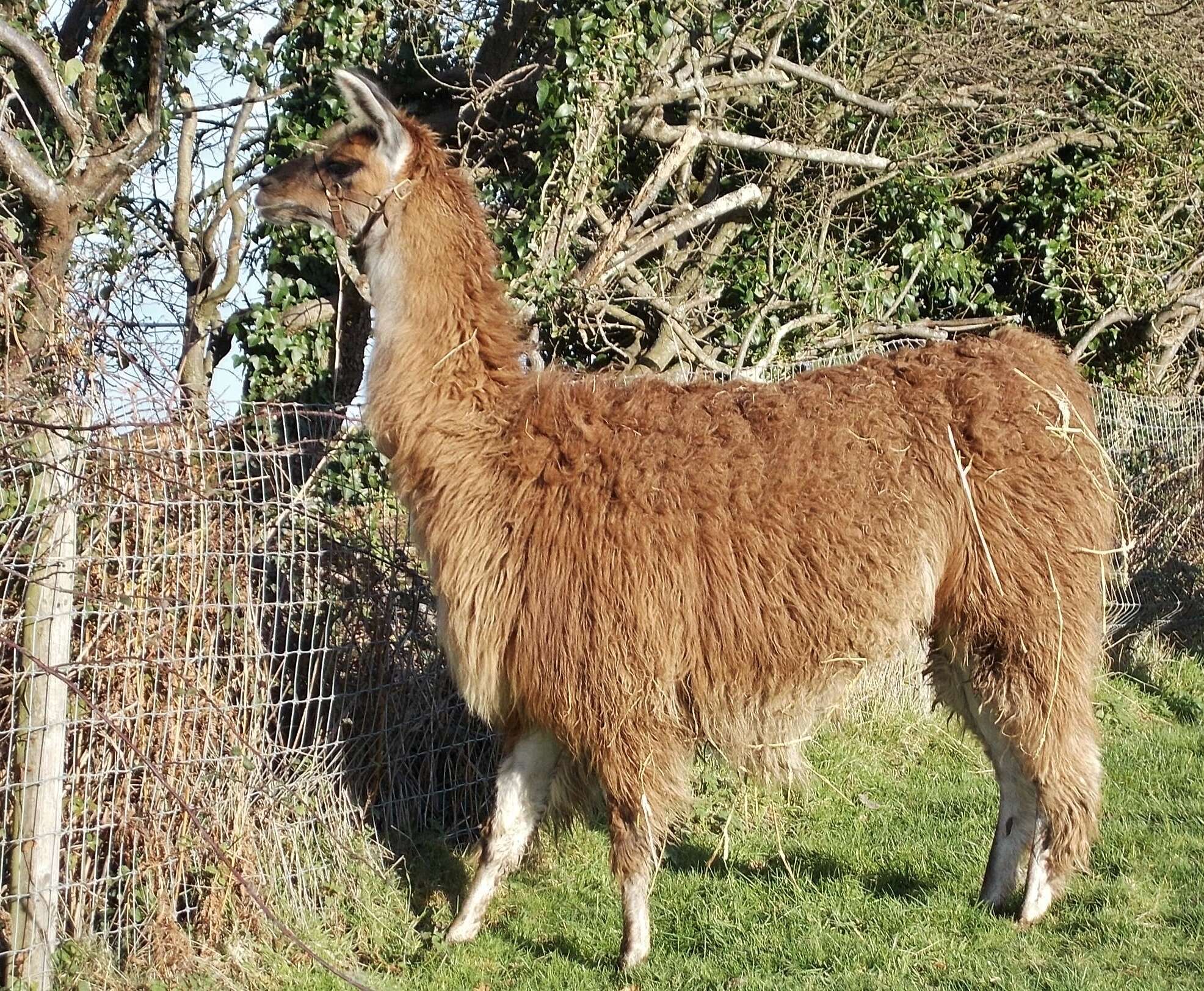 Image of llama