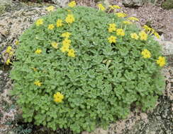 Image of Dionysia aretioides (Lehm.) Boiss.