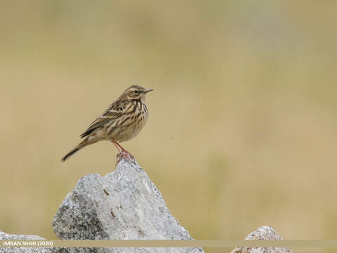 Image of Rosy Pipit