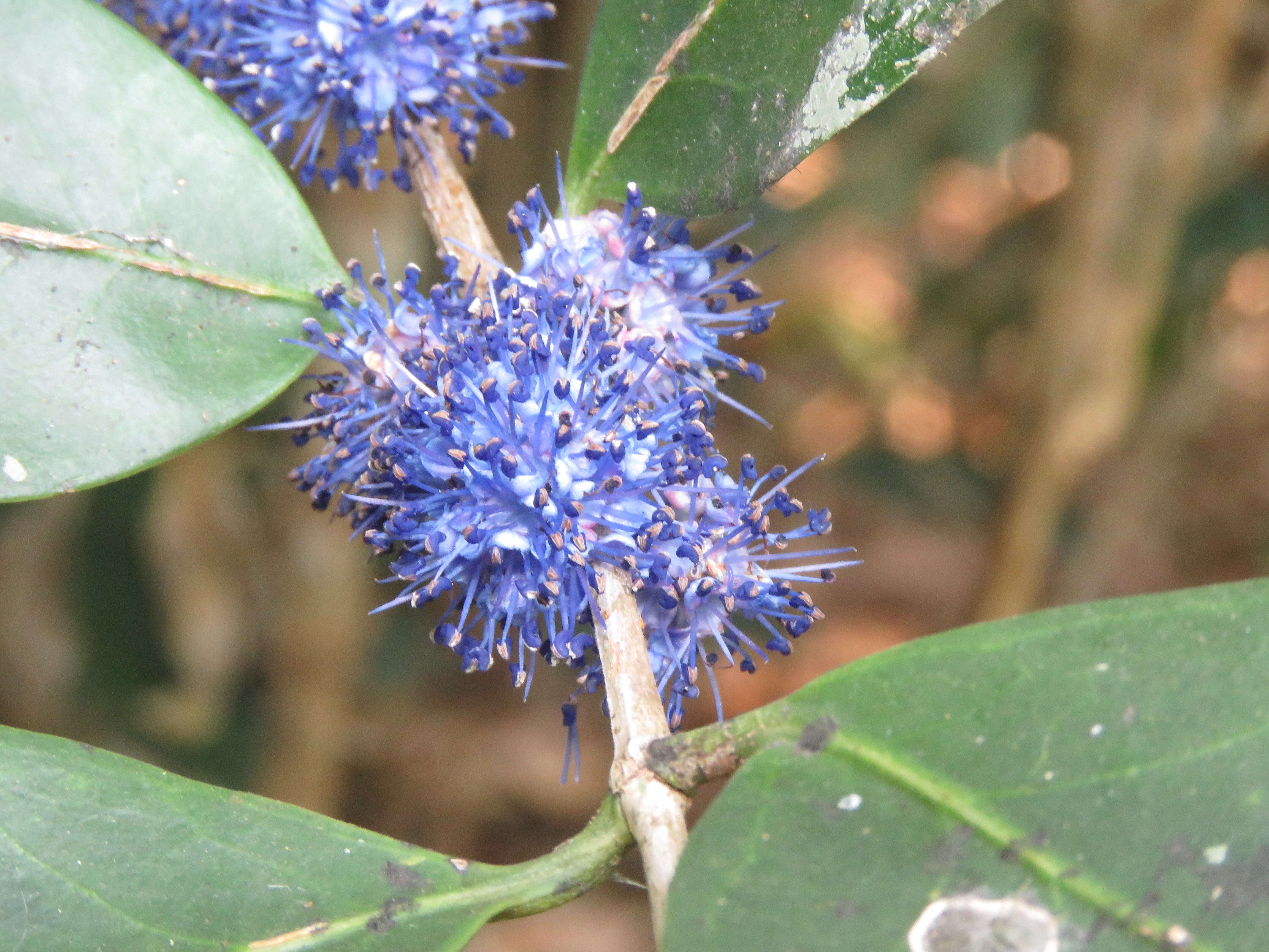 Image of Memecylon umbellatum Burm. fil.