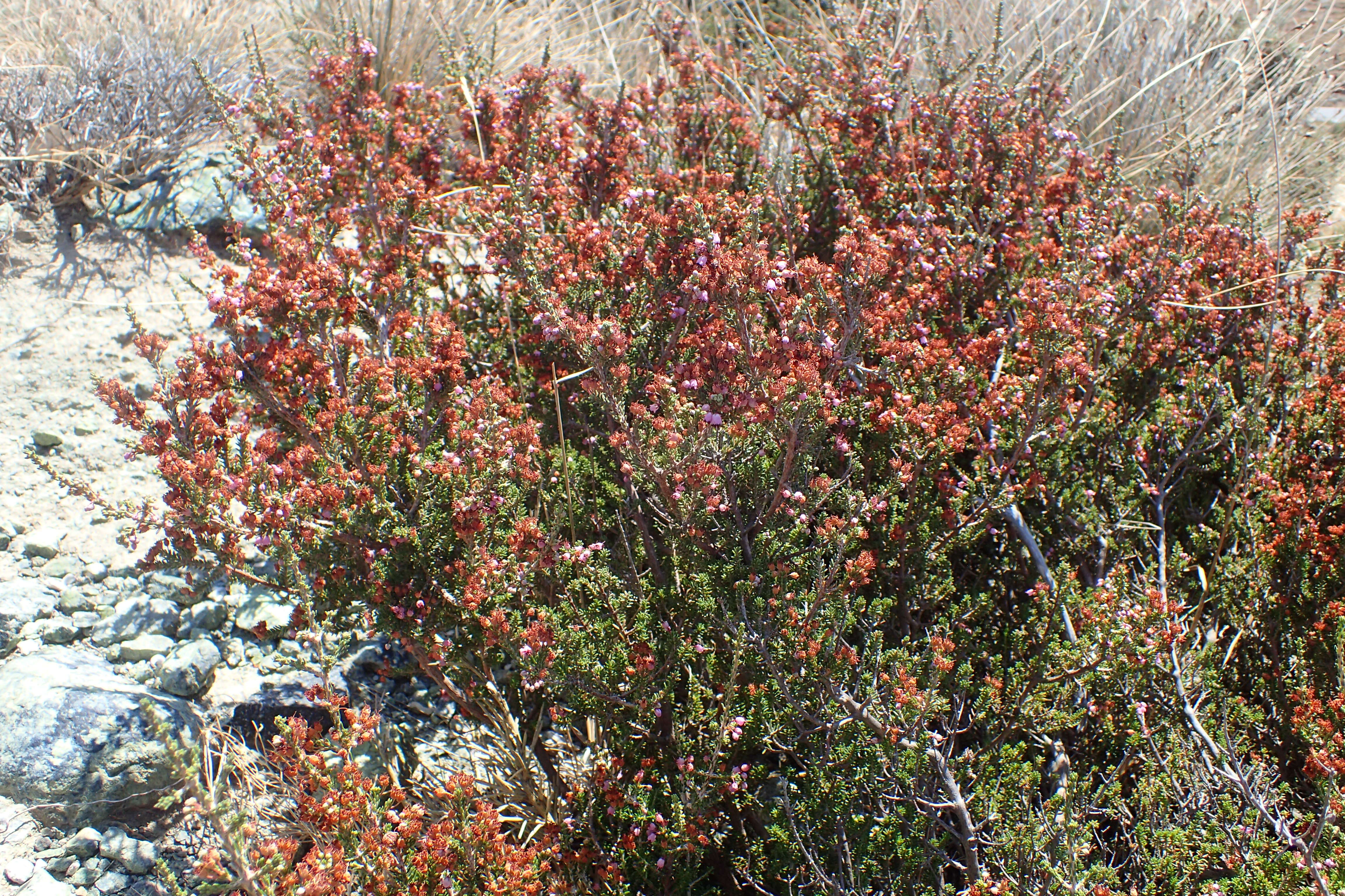 Image of heather